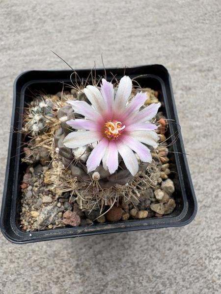 Turbinicarpus lophophoroides